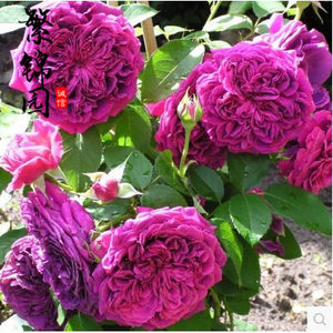 【精品月季图片】精品月季图片大全