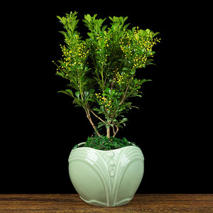 米兰盆栽室内外阳台客厅庭院办公桌盆景四季开花芳香观花植物花卉