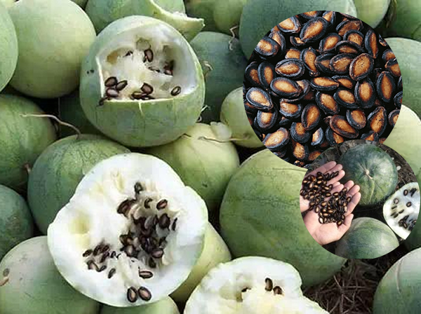 生打瓜子生货西瓜子黑瓜子生的未加工一份5斤一份包邮