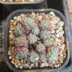 售罄 海滨格瑞 群生一体 海琳娜hyb 一物一拍多肉植物 皇