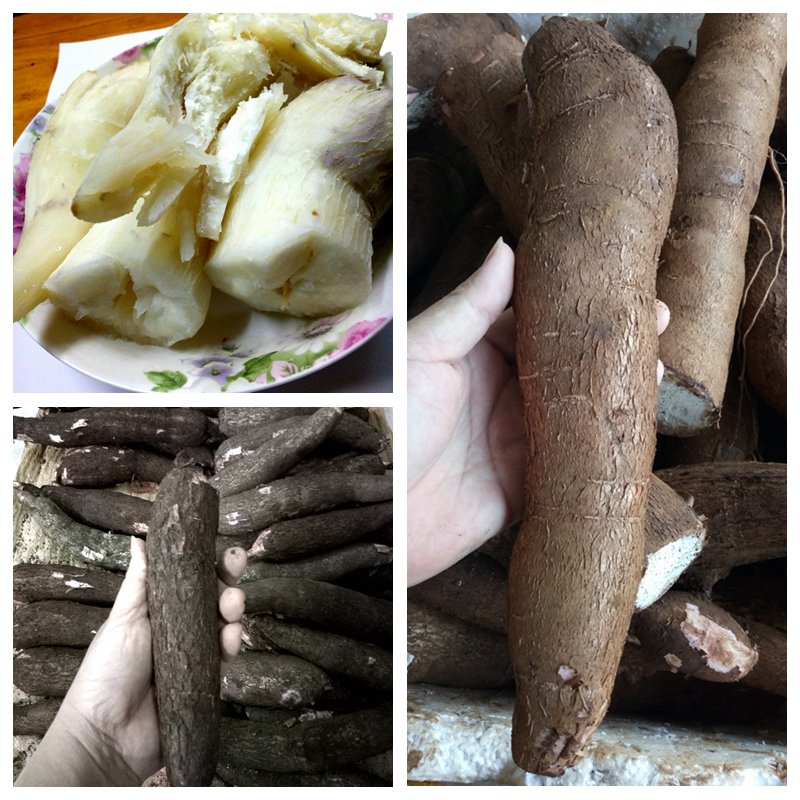 海南新鲜木薯 现挖面包木薯 白肉新鲜甜木薯 cassava 5斤装包邮