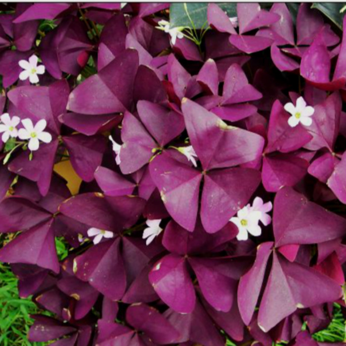 紫叶酢浆草 红叶幸运草 紫蝴蝶 紫三叶种球种子 叶片紫红似地毯