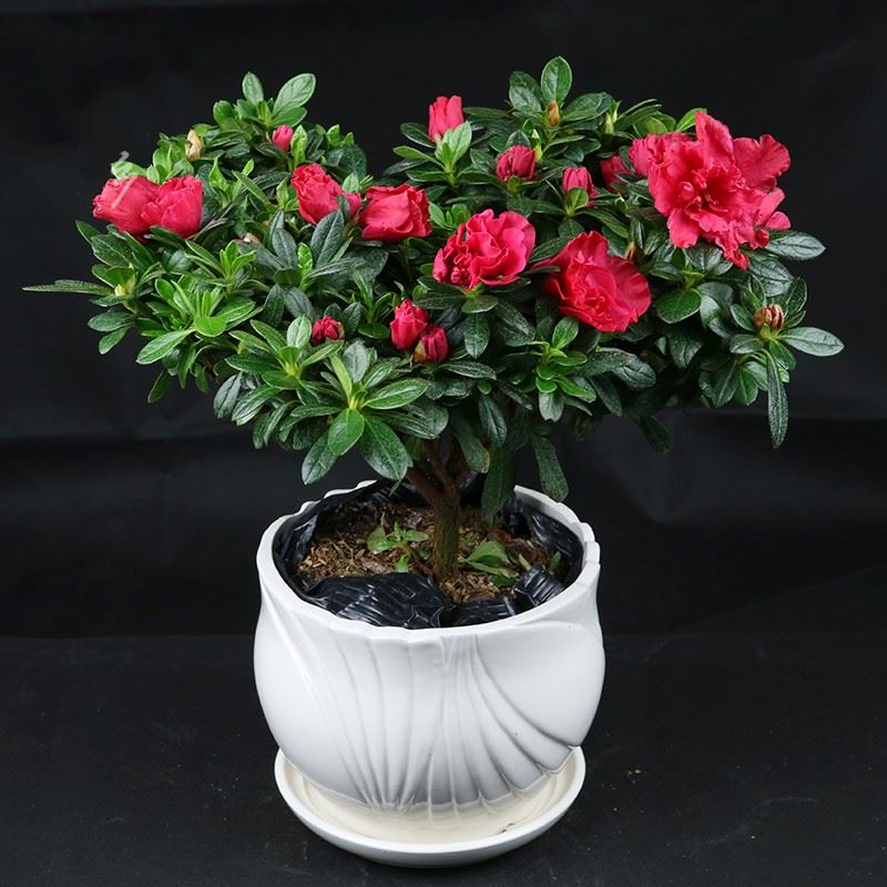 木本堂耐寒地夏季室内盆栽驱蚊室外吸甲醛当年花木花卉杜鹃花四季