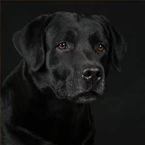 通哥牙饰真黑狗牙 儿童婴儿宝宝辟邪压惊手链