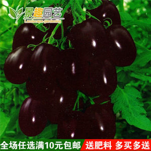 黑珍珠番茄种子 大黑番茄种子正品黑番茄 大黑