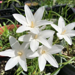 百合花球带芽包邮大球图片