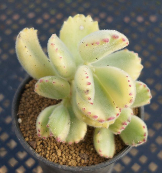 熊童子多肉小熊掌白熊多肉植物组合盆栽办公室防辐射绿植16.8包邮