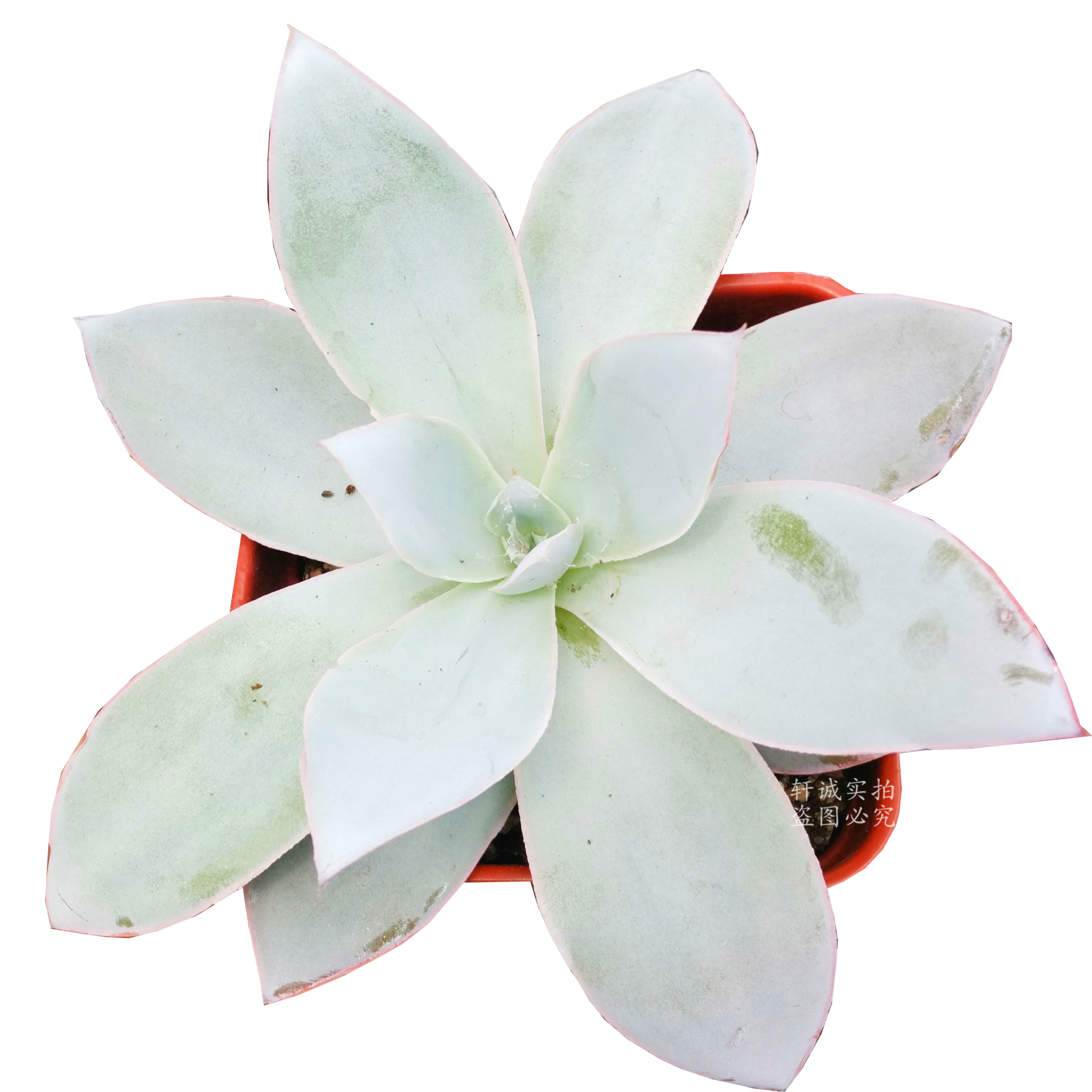 广寒宫卢浮宫雪莲多肉植物一物一拍组合室内盆栽办公桌面新手包邮