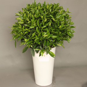 非洲茉莉 span class=h>盆栽 /span>植物  span class=h>客厅 /span>