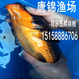 【观赏鱼冷水鱼图片】观赏鱼冷水鱼图片大全