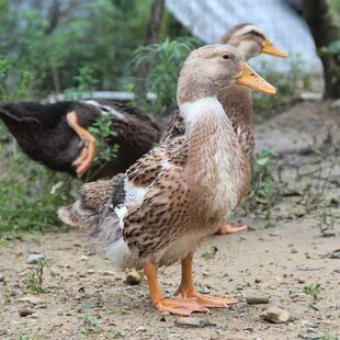 洋鸭子活苗