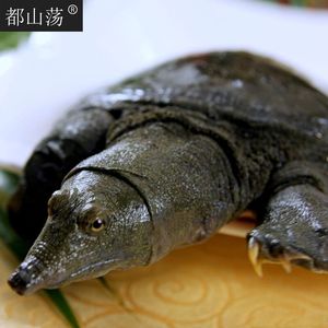 楊巷三品 都山蕩五年期2斤生態 span class=h>甲魚 /span>活體 中華鱉