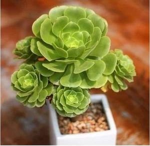 【多肉观音莲花图片】多肉观音莲花图片大全 - q友网