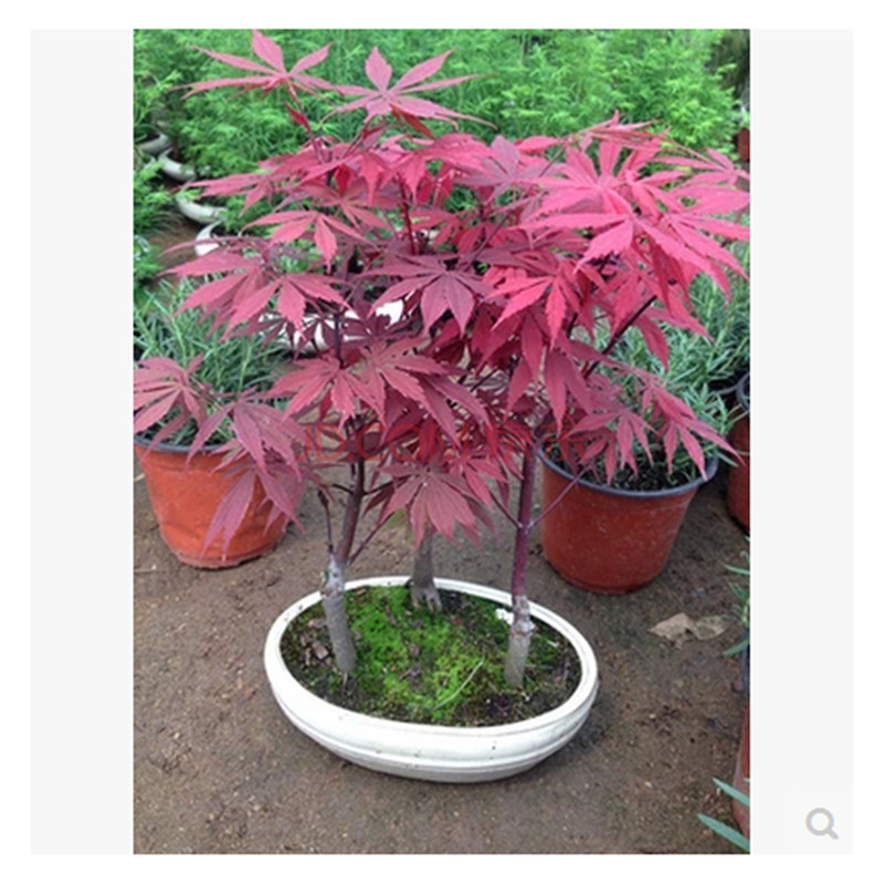 新進日本美國紅楓樹苗盆景紅楓小苗庭院花卉植物盆栽彩色苗木種植