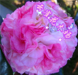 奴酒宝石 新品茶花 宝石般高贵 span class=h>绣球 /span>型蓝粉红色