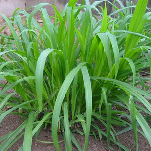 牧草种子 批发黑麦草 特高宽叶早熟型 鸡鸭鹅鱼专用牧草 适合南方