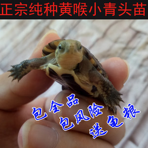 【黄喉拟水龟价格】最新黄喉拟水龟价格\/批发