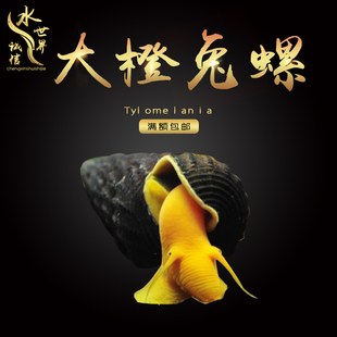 优鱼自然流星螺宝塔刺螺除藻类底渣可与各类小型鱼观赏虾混养1016$