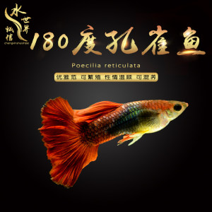 class=h>精品 /span>孔雀巴西紅扇180度摺扇 span class=h>孔雀魚 