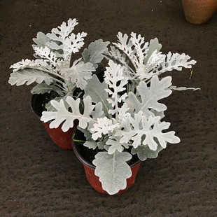 银叶菊盆栽 雪叶菊 银色多年生调色植物 耐寒银叶菊 满38元包邮