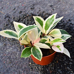 花叶球兰锦厚叶 span class=h>花卉 /span>室内阳台垂吊植物锦叶球兰