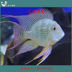 【龙鱼配鱼图片】龙鱼配鱼图片大全