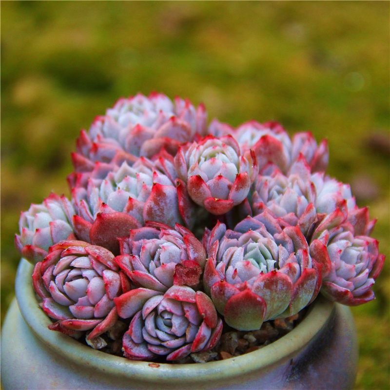 淘多肉 紫罗兰女王 月影系 进口多肉组合盆栽 一物一拍 满包邮