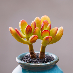 美诺花园铲叶花月多肉植物防辐射肉肉植物绿植花卉桌面盆栽 多肉