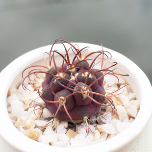 天紫玉 实生天助玉室内防辐射仙人球仙人掌 桌面多肉植物盆栽