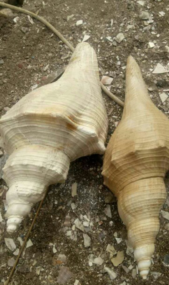 天然包角公螺 天然海螺贝壳 大法螺道士法器号角佛教圣物 收藏标