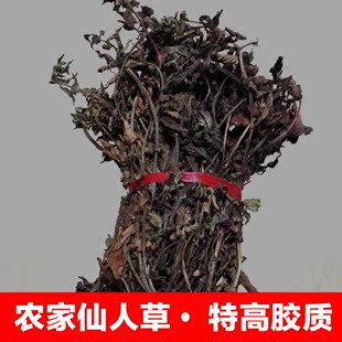 福建仙草干仙人草干凉粉草黑凉粉龟苓膏高胶质仙草冻原料2斤包邮