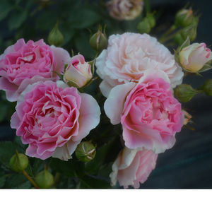 阳台新品微型 span class=h>月季 /span>【爱甜食/优雅女人】盆栽微月