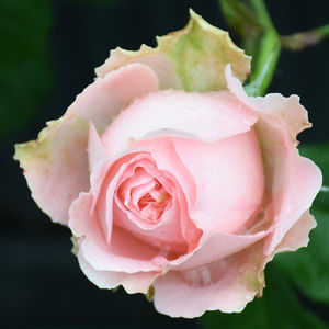 推荐新品切花 茶话会 粉色月季玫瑰花卉阳台 span class=h>盆栽 /span