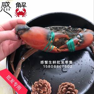 【鲜活缅甸铁蟹价格】最新鲜活缅甸铁蟹价格\/