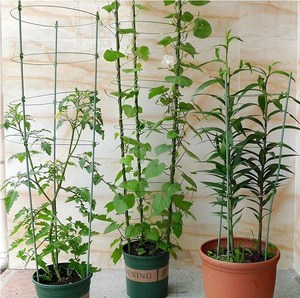 怎么在墙边搭架种菜,种菜架子怎么搭,阳台种菜怎么搭架子(第17页)_大山谷图库