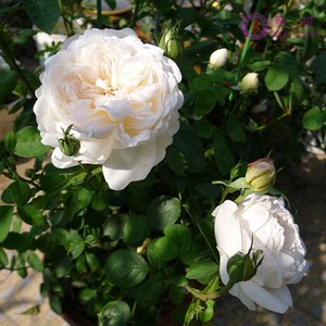 格拉姆斯城堡 浓香包菜欧月 勤花 溪园月季玫瑰花苗盆栽植物 带花