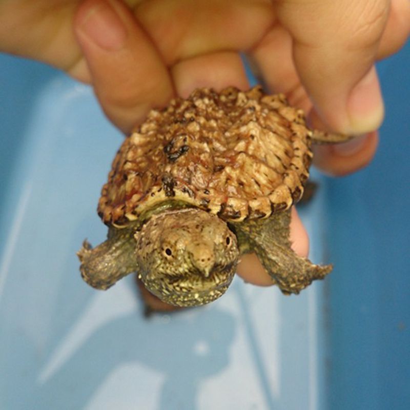 水龟王国小乌龟杂佛观赏龟纯佛大小鳄龟苗宠物龟活体3厘米