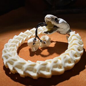 骨链男真骨图片