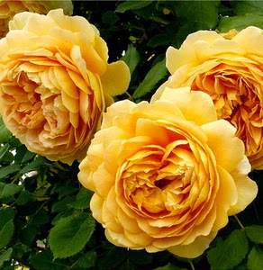 猪猪园艺铺欧月月季黄金庆典包子花型 可做花柱花墙 浓香多季节