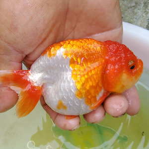 精品红寿黑寿金鱼 span class=h>活体 /span> 寿 span class=h>淡水 