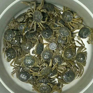 【22只母蟹】小闸蟹四元蟹全母蟹洪泽湖大闸蟹全母小螃蟹鲜活包邮