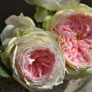 中华月季园 span class=h>夏日 /span>羊绒新品浓香 span class=h>