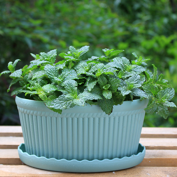 搜索"薄荷"的宝贝结果页 - 第3页 - 白菜优选