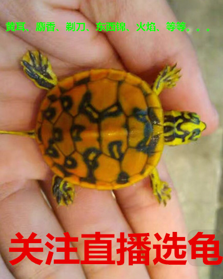 【每日直播选龟】剃刀龟麝香龟地图龟东锦龟西锦龟火焰龟草龟鳄龟