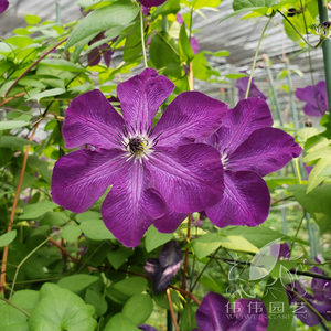 [伟伟园艺]p9盆栽铁线莲-神秘面纱 多花推荐 意系f系杂交品种