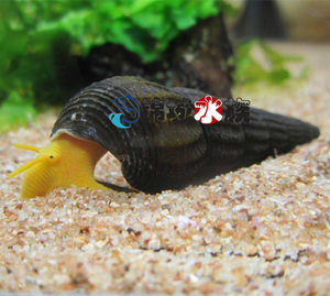 鱼缸观赏螺活体螺斑马螺水族箱草缸除藻好养螺