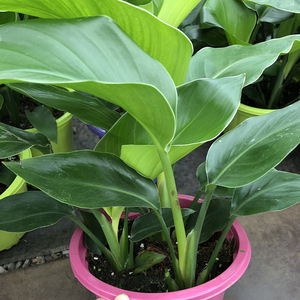 天堂鸟盆栽观花观叶绿植多年生草本植物望鹤兰 现货