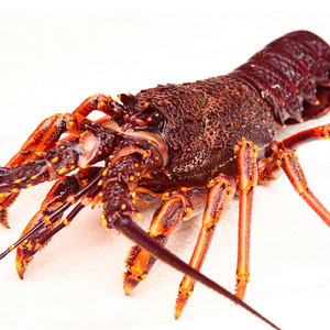 大龙虾海鲜鲜活专场