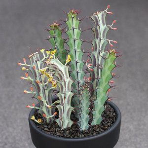  span class=h>植物 /span>员外 绿威麒麟 大戟科多肉 span class=h>