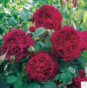 大花月季花苗 大花月季盆栽香水月季5年大苗